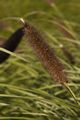 Pennisetum alopecuroides IMG_5822 Rozplenica japońska